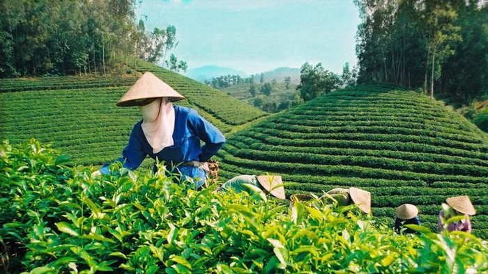 Đổi mới để nâng cao giá trị xuất khẩu chè Việt Nam 1 Cây chè là cây công nghiệp chủ lực phục vụ xuất khẩu