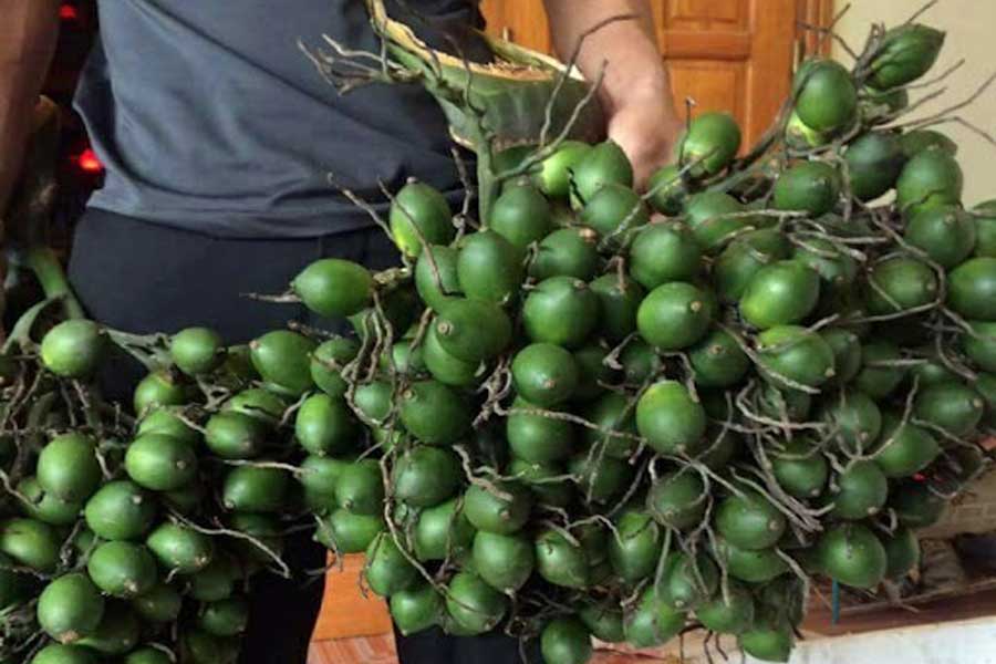 Cơn sốt giá cau và ngành công nghiệp tỷ đô 3 giá cau