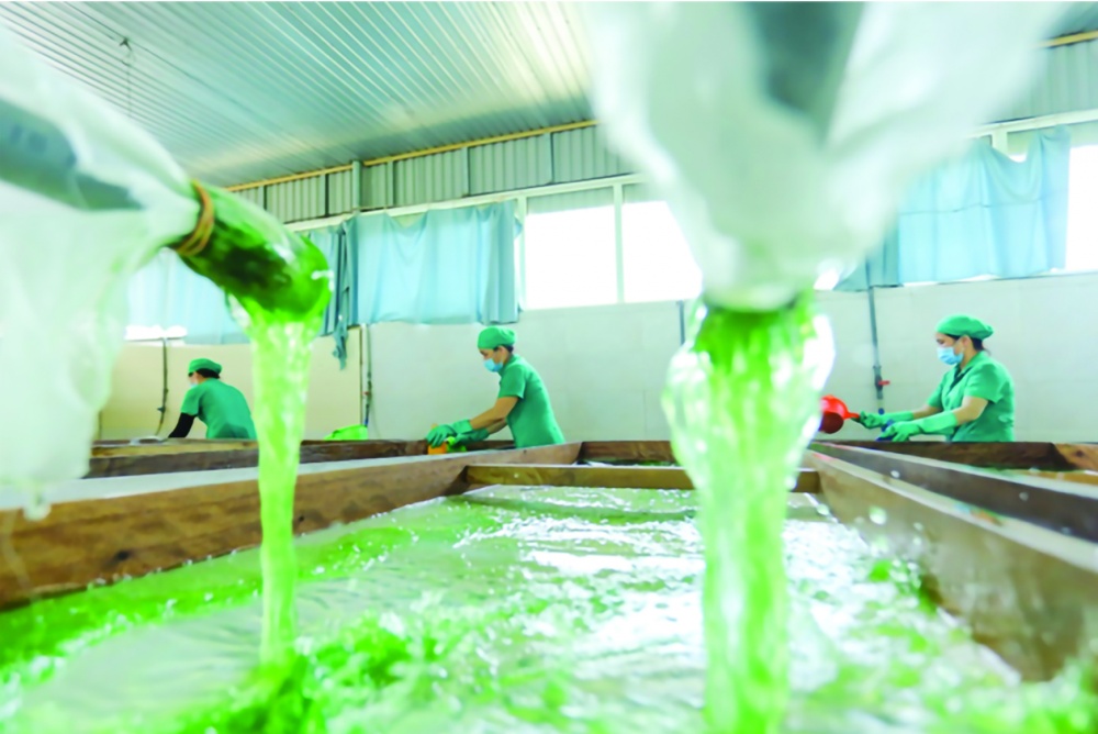 Xu thế sản phẩm "xanh hóa" thổi làn gió mới vào sáng tạo 1 Nuôi trồng tảo xoắn xanh cho sản phẩm chăn nuôi