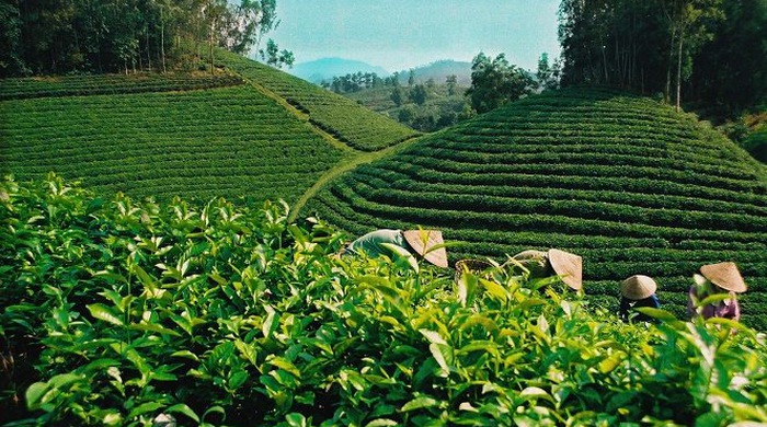 Đổi mới để nâng cao giá trị xuất khẩu chè Việt Nam 2 Thay đổi để nâng tầm chè Việt