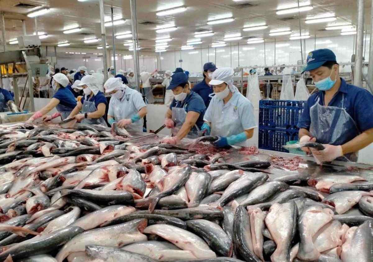Chính sách thương mại Mỹ: Tương lai nào cho xuất khẩu cá tra Việt Nam? 1 xuất khẩu cá tra sang Mỹ