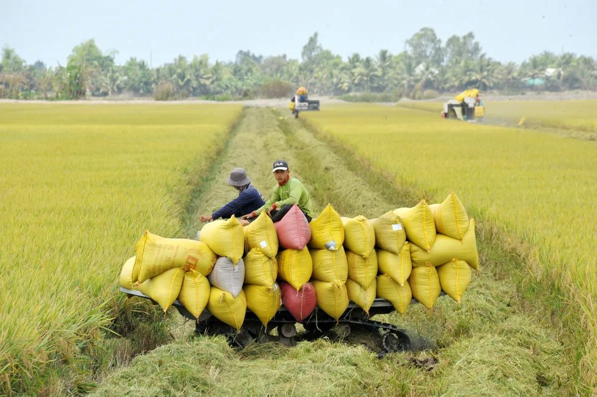 Xuất khẩu gạo vượt 8 triệu tấn, Việt Nam giữ vững vị thế toàn cầu 3 xuất khẩu gạo