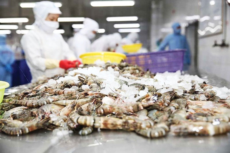 Xuất khẩu tôm Việt Nam đạt 3,6 tỷ USD trong 11 tháng, tăng 22% 2 xuất khẩu tôm
