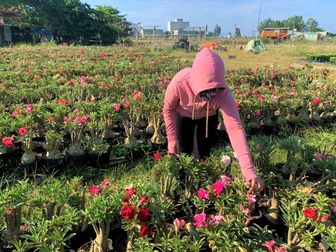 Không gian đô thị Hà Nội: Thách thức và giải pháp phát triển nông nghiệp sinh thái hiện đại 3 không gian đô thị