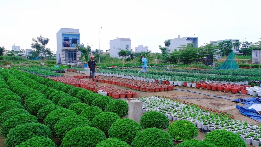 Thị trường hoa Tết 2025 sôi động, thương lái tranh nhau đặt cọc sớm 1 hoa tết