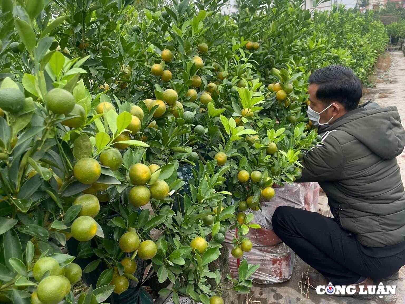 Thị trường hoa Tết 2025 sôi động, thương lái tranh nhau đặt cọc sớm 2 hoa tết