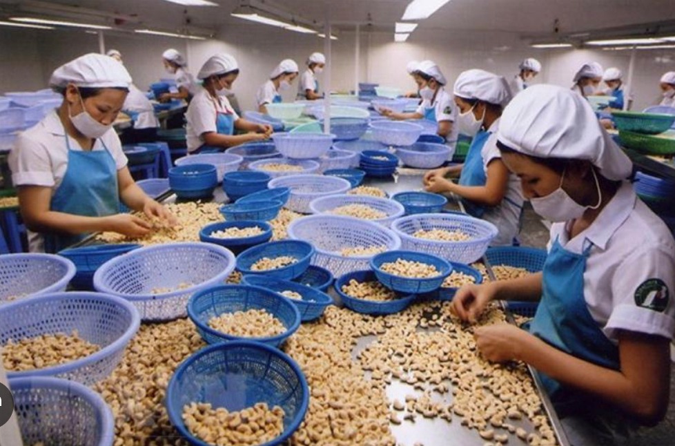 Xuất khẩu hạt điều bùng nổ, Mỹ chi 1,2 tỷ USD nhập khẩu từ Việt Nam