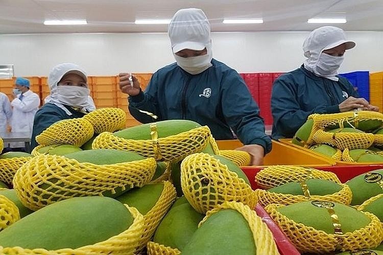 Xuất khẩu rau quả Việt Nam năm 2024 vượt mốc 7 tỷ USD, lập kỷ lục mới 3 xuất khẩu rau quả