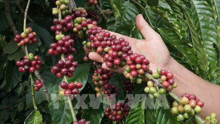 Kỷ lục 5 tỷ USD xuất khẩu cà phê và bài học chuỗi cung ứng bền vững 2 Cà phê được chăm sóc bằng phương pháp hữu cơ ở thành phố Pleiku (Gia Lai) đạt chất lượng ổn định.
