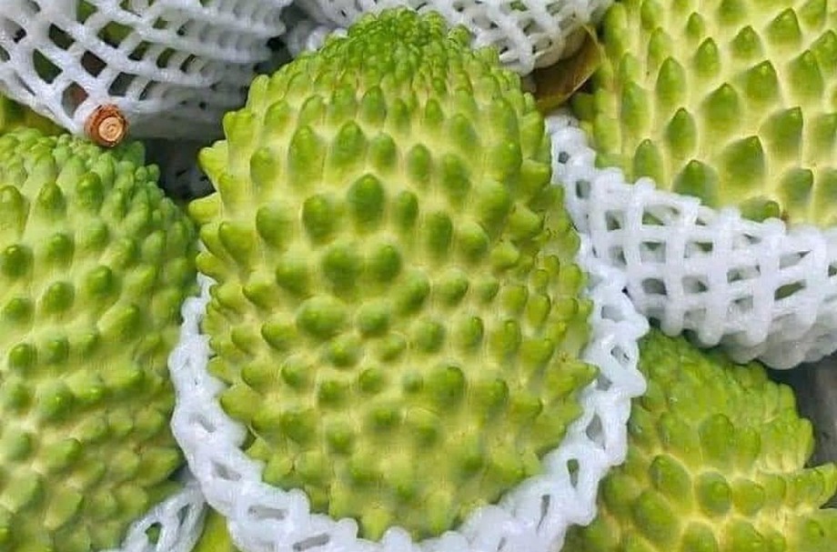 Giá rẻ nhưng vẫn lãi "khủng": Na sầu riêng tiếp tục là cây "hái ra tiền" 1 na sầu riêng
