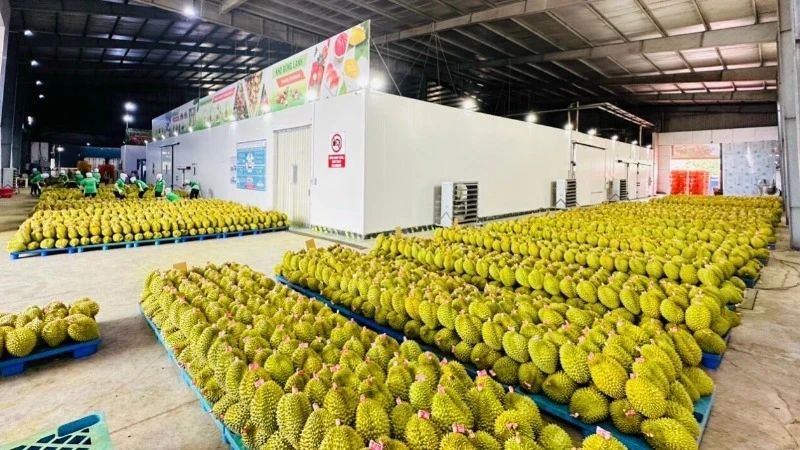 Nhiều cơ hội mở rộng thị trường cho trái sầu riêng Việt Nam 1 giá sầu riêng Việt Nam