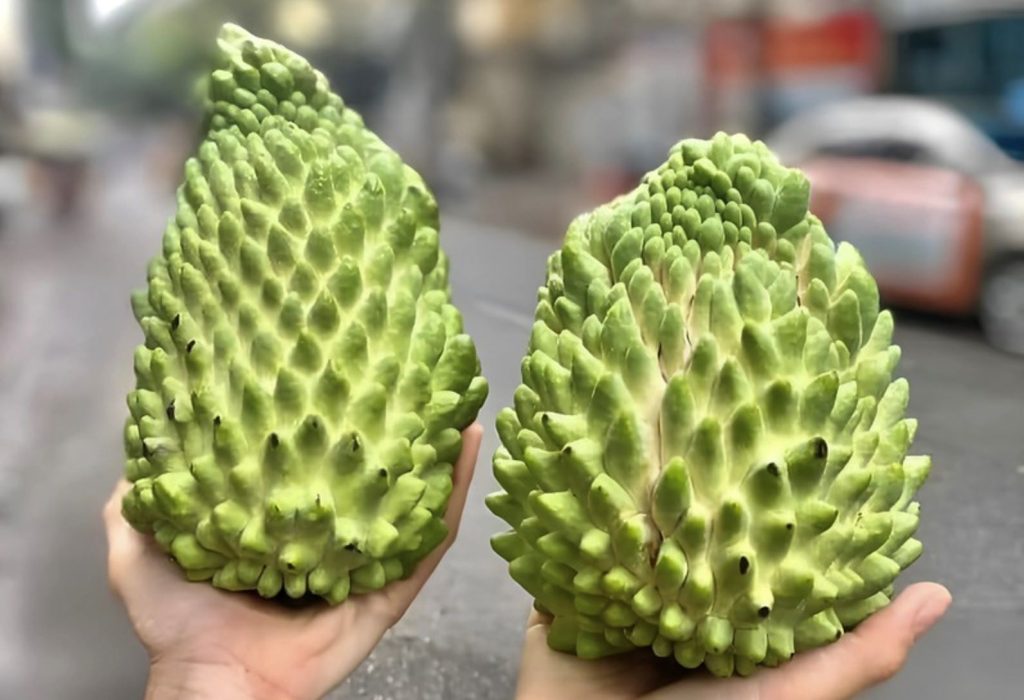 Giá rẻ nhưng vẫn lãi "khủng": Na sầu riêng tiếp tục là cây "hái ra tiền" 2 trai na