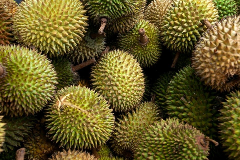 Đông Nam Á phản ứng trước động thái siết chặt kiểm định sầu riêng của Trung Quốc 1 sầu riêng 60s hôm nay