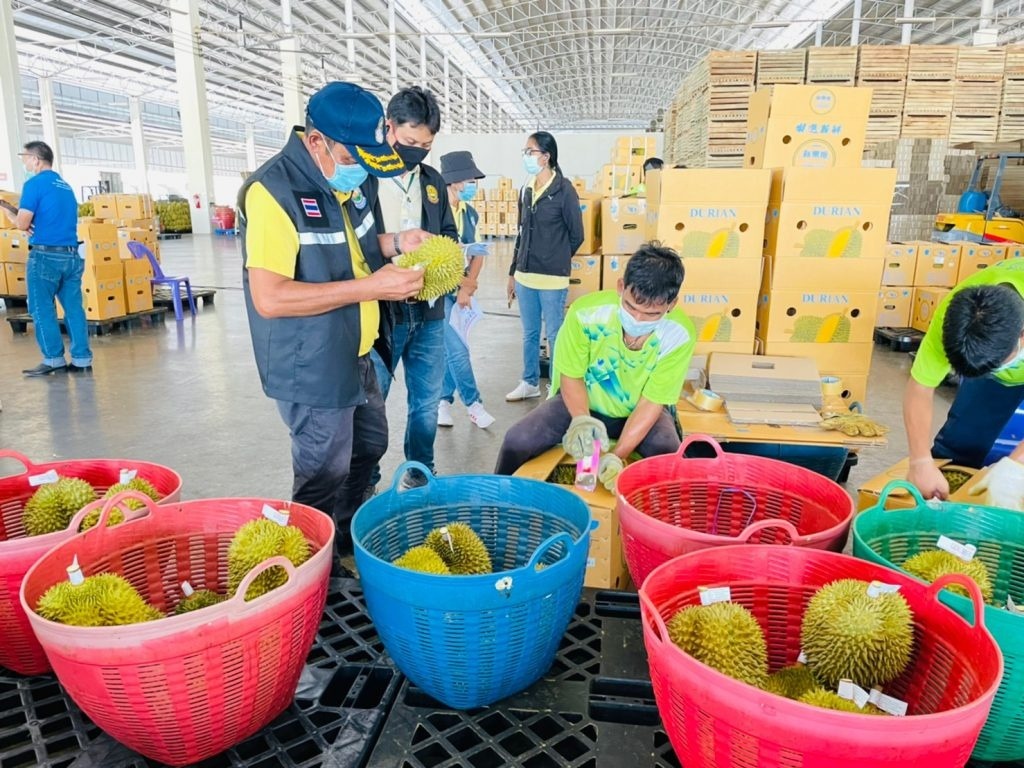 Đông Nam Á phản ứng trước động thái siết chặt kiểm định sầu riêng của Trung Quốc 2 sầu riêng 60s hôm nay