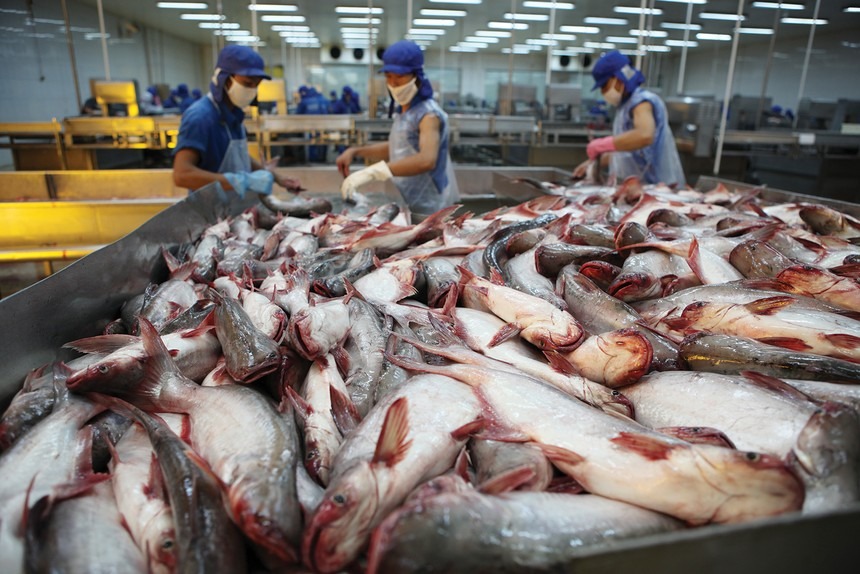 Xuất khẩu thủy sản năm 2024 đạt hơn 10 tỷ USD tăng 12% so với năm trước