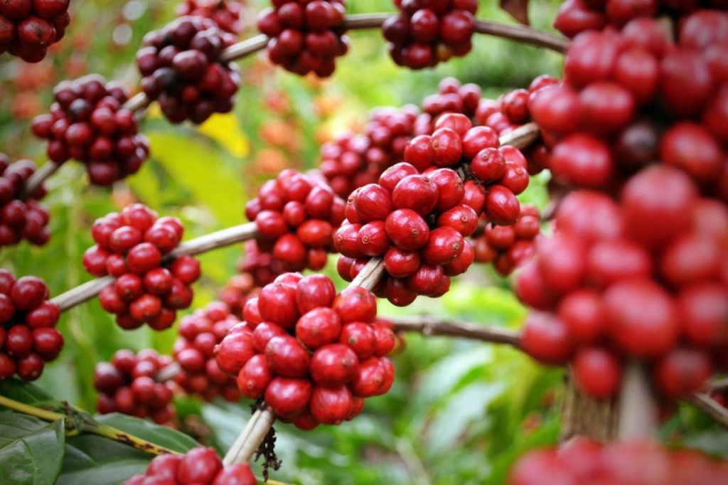 Cà phê Việt Nam đạt kỷ lục xuất khẩu, bất chấp khó khăn về sản lượng 1 giá cà phê tháng 1 năm 2025