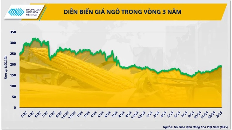 Thị trường ngô 2025 "lạc lối" giữa chính sách và thời tiết? 2 thi-truong-ngo-2024