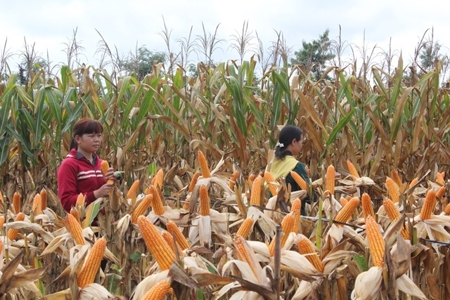 Thị trường ngô 2025 "lạc lối" giữa chính sách và thời tiết? 1 thi-truong-ngo