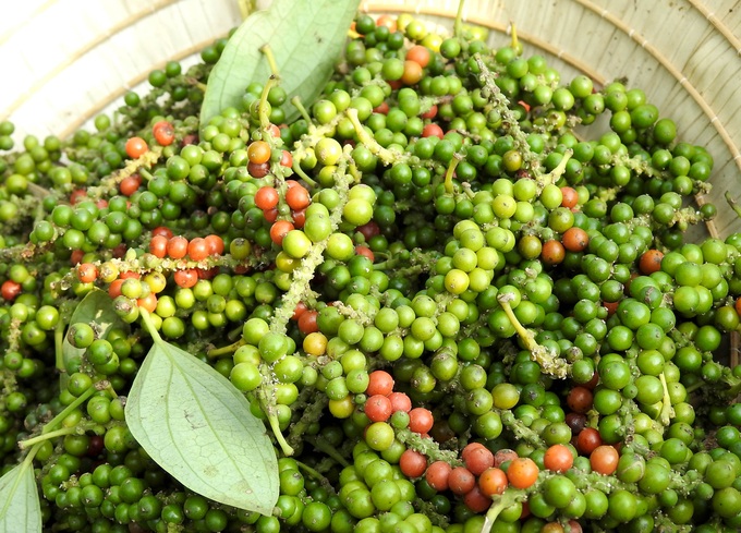 Giá tiêu "tự tin" không cần Trung Quốc, vẫn cứ tăng mạnh. 1 tiêu giá tăng vọt
