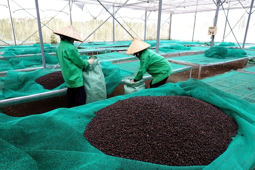 Giá cà phê đạt đỉnh vì khô hạn ở Nam Mỹ 1 giá cà phê
