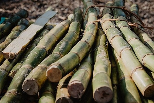 Đường mía tăng giá mạnh do nguồn cung toàn cầu giảm 10% trong một tháng 3 đường mía