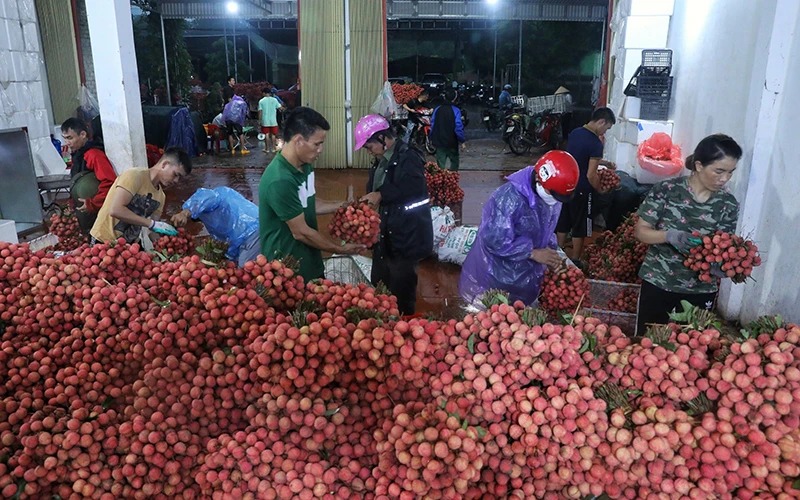 Xuất khẩu trái cây cần chuyển từ tấn sang thùng 2025 2 xuất khẩu trái cây