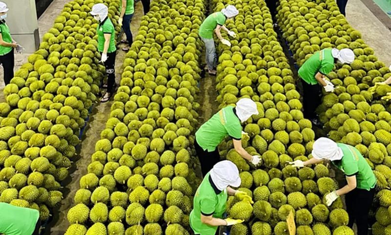 Thách thức mới cho xuất khẩu rau quả 2025 3 xuất khẩu rau