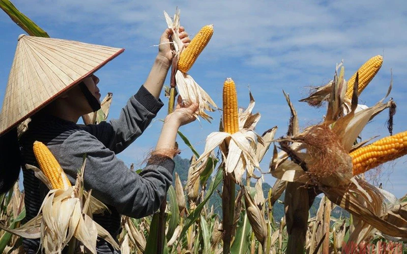 Lo ngại lạm phát và nguồn cung, thị trường hàng hóa ‘rực lửa’