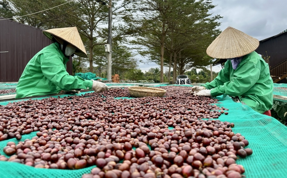 Cà phê tăng giá nông dân Việt Nam điều tiết thị trường toàn cầu 2 ca-phe-tang-gia