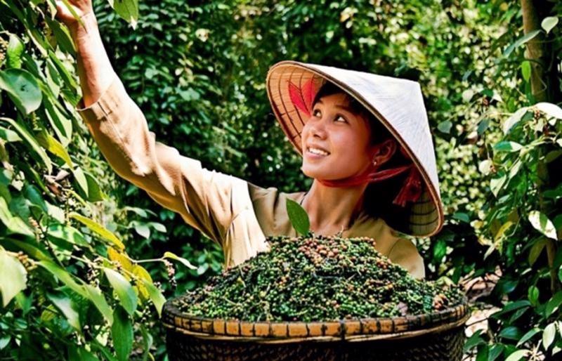 Giá nông sản 31/3 cà phê giảm nhẹ hồ tiêu tăng vọt 2 gia-nong-san-ca-phe-ho-tieu