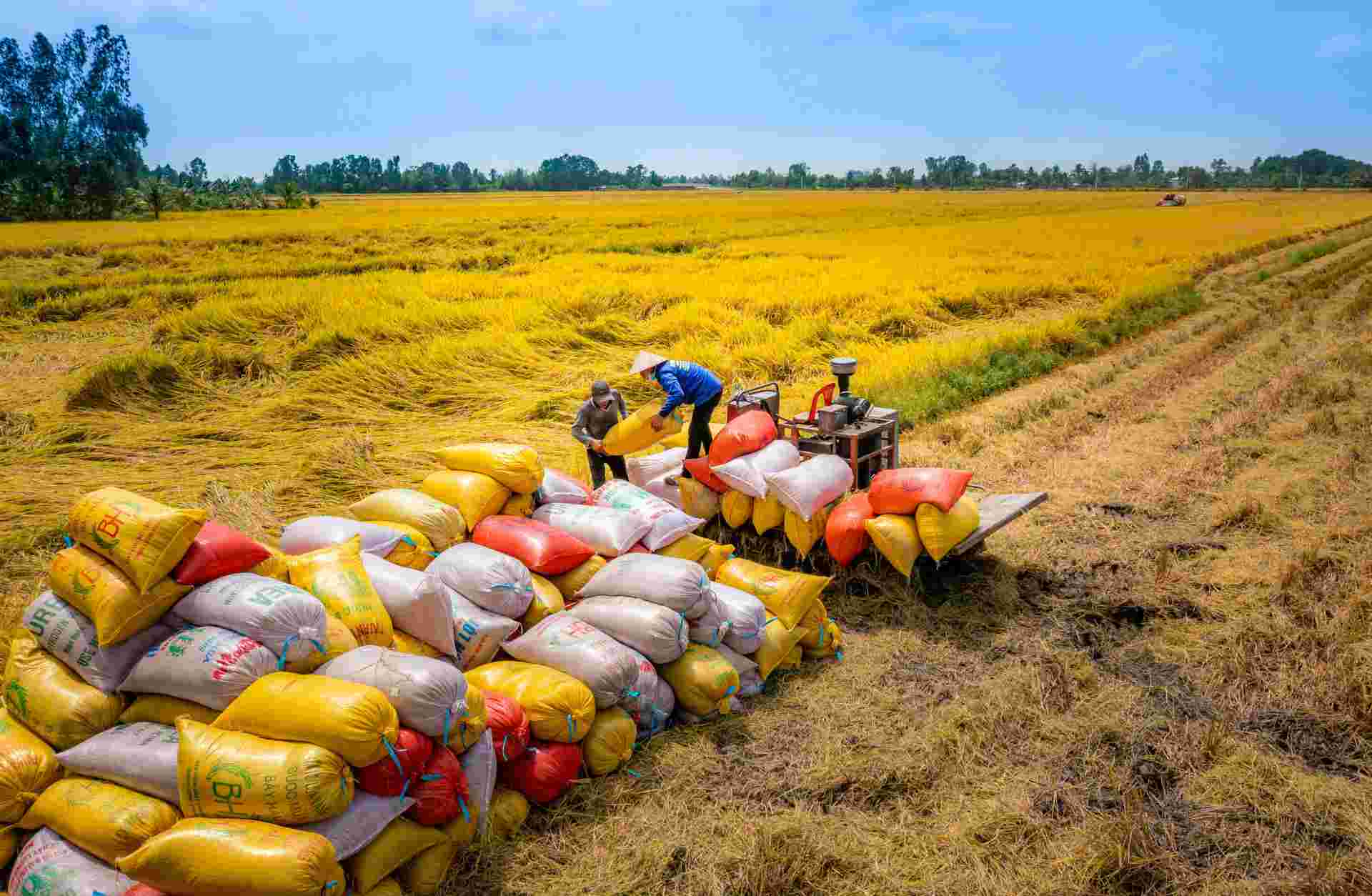 nhieu tin hieu lac quan cho hoat dong xuat khau gao nam 2024 cua viet nam 65dff70c33e61 compressed