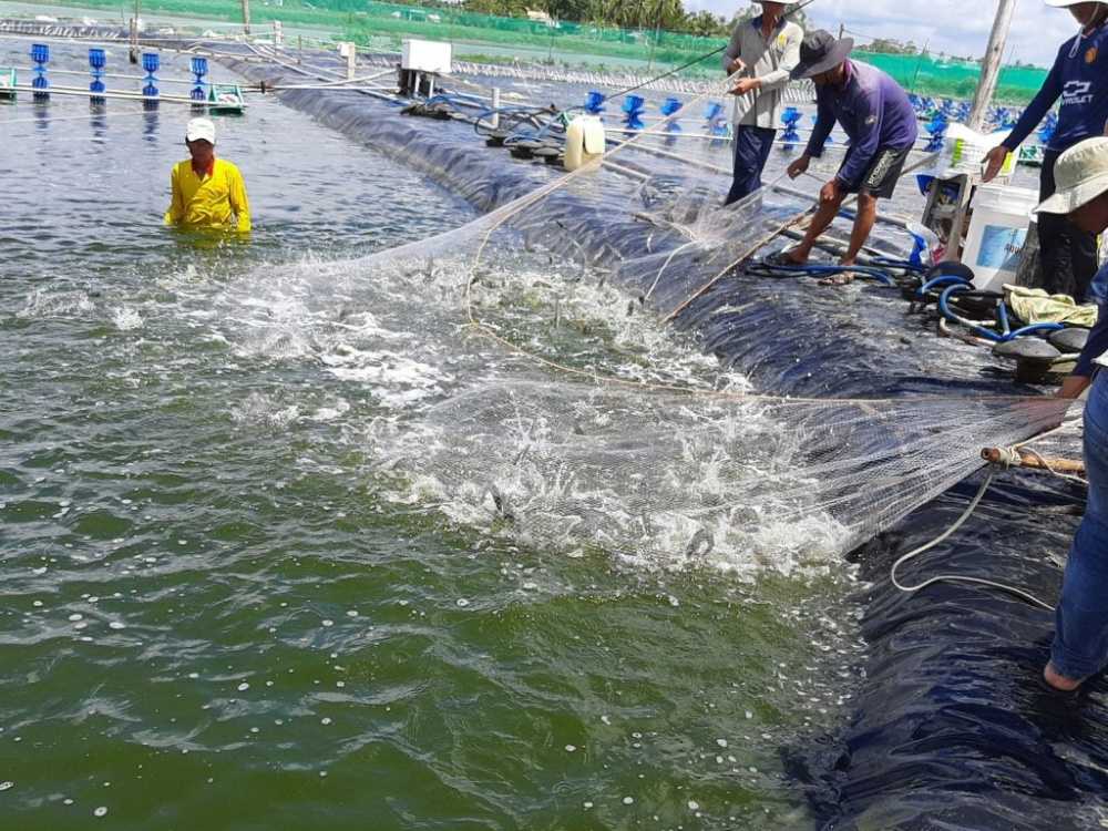 Ngành nuôi tôm Việt Nam đang bước vào năm 2025 với triển vọng tích cực sau những kết quả khả quan của năm 2024