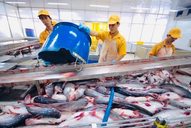 Ngành thủy sản Việt Nam, đặc biệt là cá tra, đang đứng trước một cơ hội lớn để gia tăng thị phần tại Hoa Kỳ