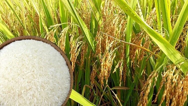 Nông sản ngày 23/4 cà phê và hồ tiêu giảm nhẹ, lúa gạo ĐBSCL tăng tích cực. Ảnh: Sưu tầm