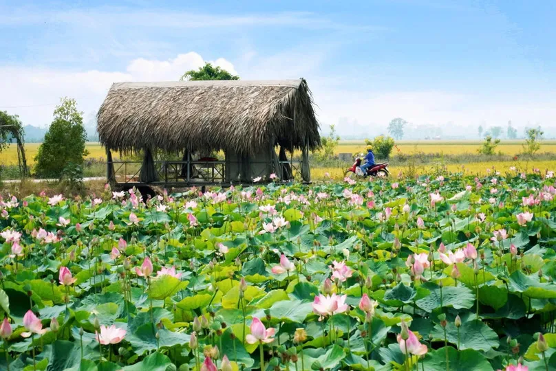 Du lịch Đồng Tháp tăng trưởng kinh tế từ đất sen hồng và sinh thái. Ảnh: Sưu tầm