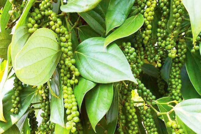 Giá cà phê, tiêu tăng nhẹ, thịt lợn sôi động mua sắm 14/4