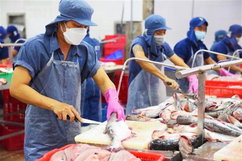 Doanh nghiệp thủy sản tái cấu trúc thị trường trước thuế Hoa Kỳ 2 Nhìn về dài hạn, ngành thủy sản Việt Nam đứng trước cả cơ hội và thách thức