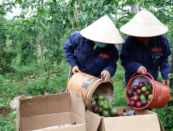 Việt Nam, Trung Quốc ký nghị định thư và thỏa thuận thúc đẩy nông sản. Ảnh: Hồng Điệp/TTXVN