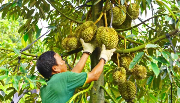sầu riêng