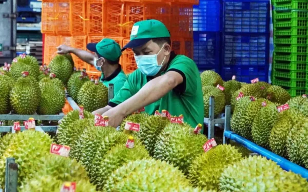 Sầu riêng Việt Nam bị trả lại vì cadimi vượt ngưỡng 3 sầu riêng