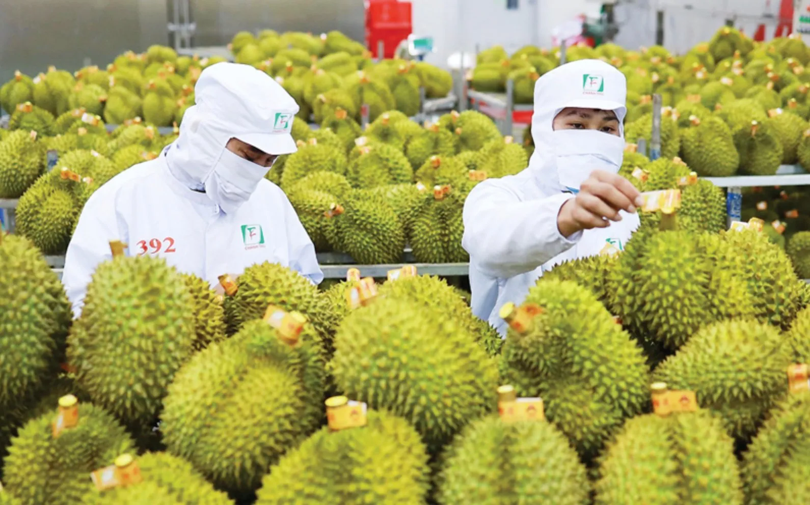Sầu riêng Việt bứt phá xuất khẩu 3,3 tỷ USD 2024 1 sầu riêng việt