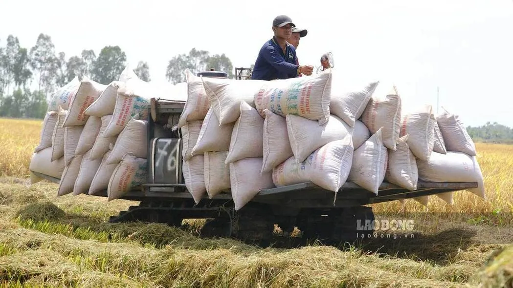 Việt Nam top 2 xuất nhập khẩu gạo 2025 với chiến lược cân bằng kinh tế