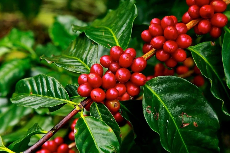 Cà phê Tây Nguyên đóng sóng phục hồi. Ảnh: Sưu tầm