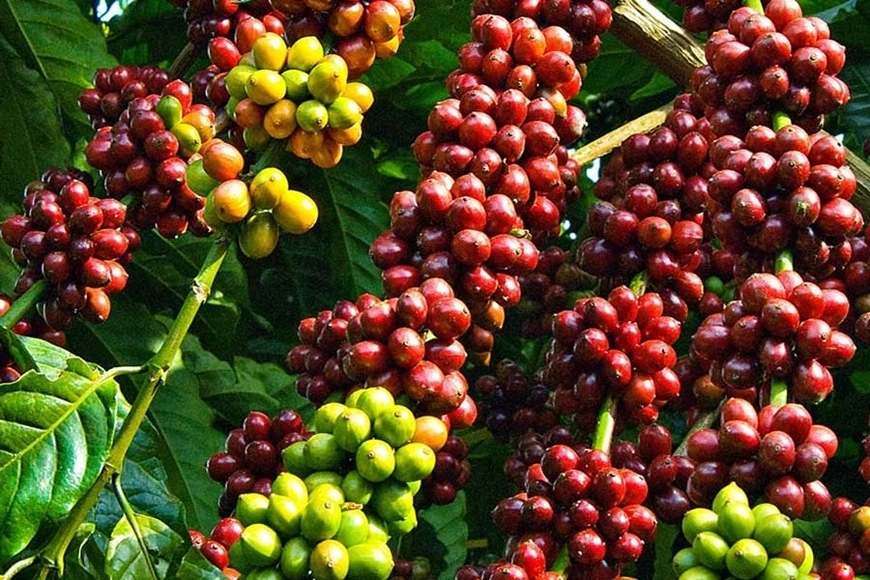 Cà phê ổn định, hồ tiêu giảm nhẹ. Ảnh: Sưu tầm