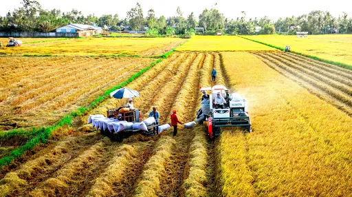 Giá nông sản 22/5: Lợn hơi ổn định, cà phê giảm nhẹ 2 Thị trường gạo nội địa bền vững, xuất khẩu gặp khó. Ảnh: Sưu tầm