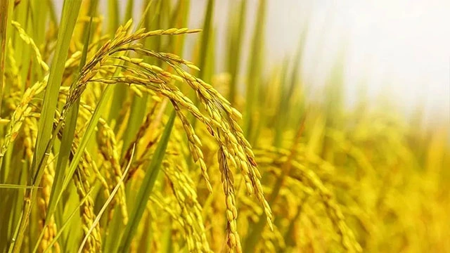 Giá lúa gạo ổn định, xuất khẩu gặp thách thức. Ảnh: Sưu tầm