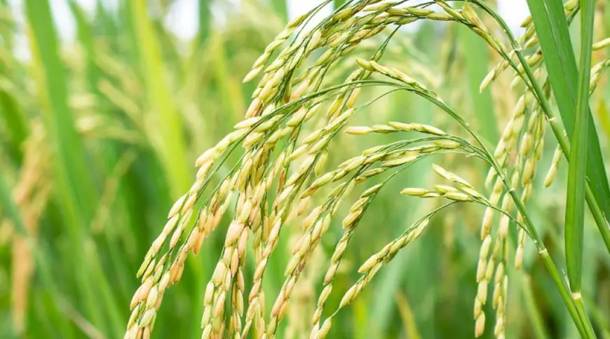 Giá nông sản 21/5: Cà phê Tây Nguyên tăng vọt 2.000 đồng/kg 2 Lúa gạo Đồng bằng sông Cửu Long ổn định. Ảnh: Sưu tầm