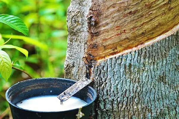 Cao su nội địa bền vững, quốc tế biến động nhẹ. Ảnh: Sưu tầm