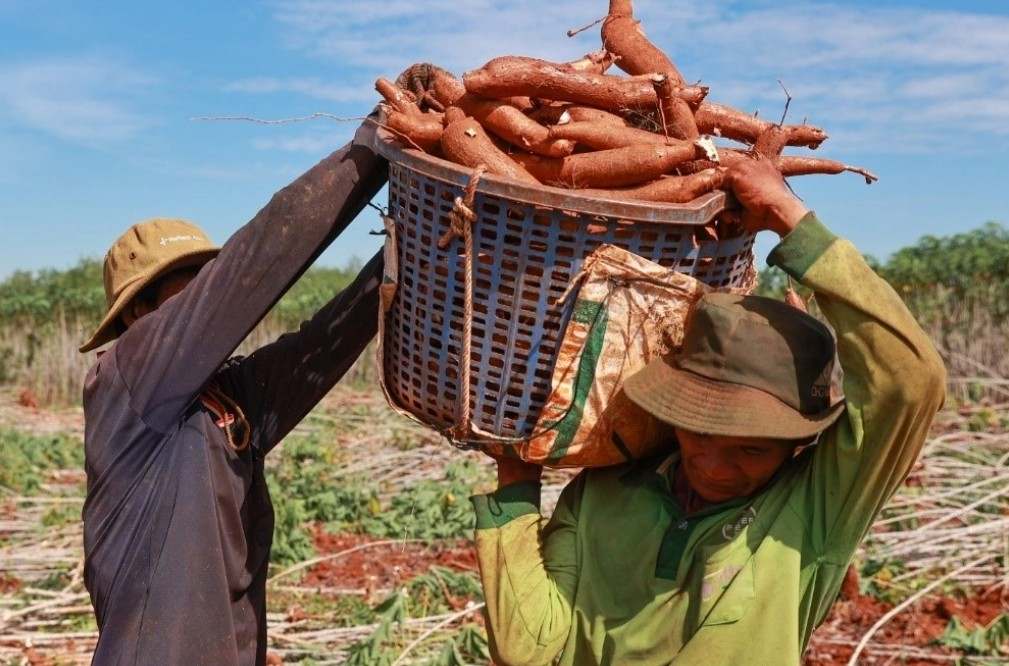 Ajinomoto Việt Nam ứng dụng khoa học axit amin vào nông nghiệp xanh thông qua dự án “Khoai mì bền vững”