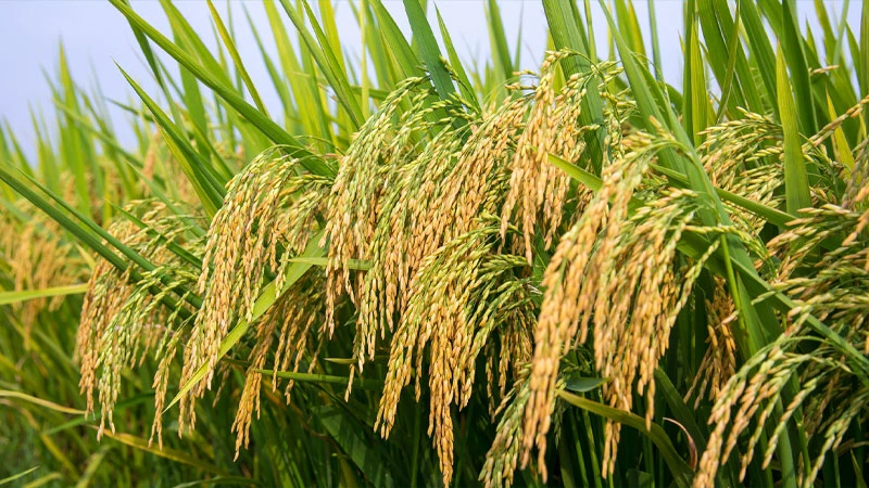Biến động giá lúa gạo và xuất khẩu. Ảnh: Sưu tầm